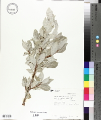 Elaeagnus commutata image