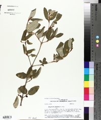 Shepherdia canadensis image