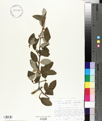 Shepherdia canadensis image