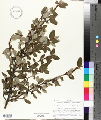 Shepherdia canadensis image