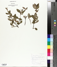 Shepherdia canadensis image