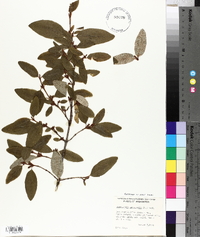 Shepherdia canadensis image