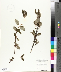 Shepherdia canadensis image