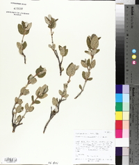 Shepherdia canadensis image