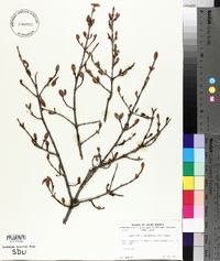 Shepherdia canadensis image