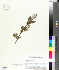 Shepherdia canadensis image