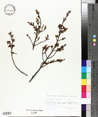 Shepherdia canadensis image