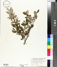 Shepherdia canadensis image