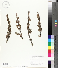 Shepherdia canadensis image