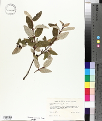 Shepherdia canadensis image