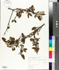 Shepherdia canadensis image