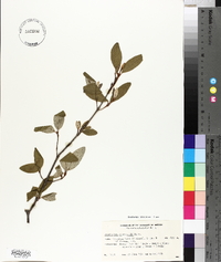 Shepherdia canadensis image