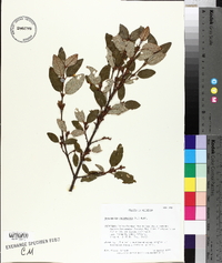 Shepherdia canadensis image