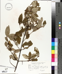 Shepherdia canadensis image