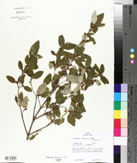 Shepherdia canadensis image