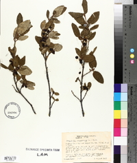 Shepherdia canadensis image