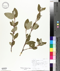 Shepherdia canadensis image