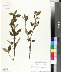 Shepherdia canadensis image