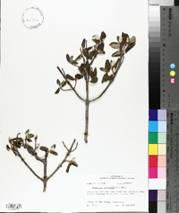 Shepherdia canadensis image