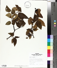 Vallea stipularis image