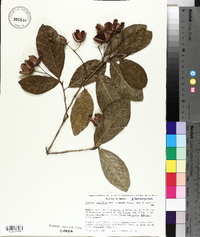 Sloanea terniflora image