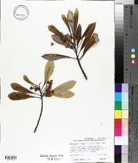 Elaeocarpus dentatus image