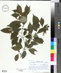 Cornus foemina image