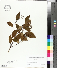 Cornus foemina image