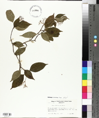 Cornus foemina image