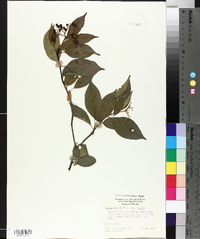 Cornus foemina subsp. foemina image