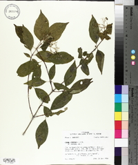 Cornus foemina image