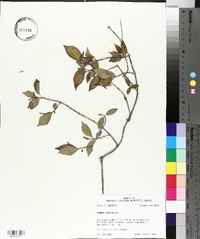 Cornus stricta image