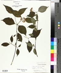 Cornus foemina image