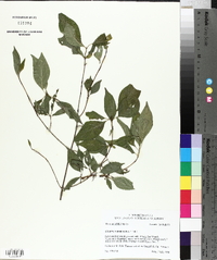 Cornus foemina image