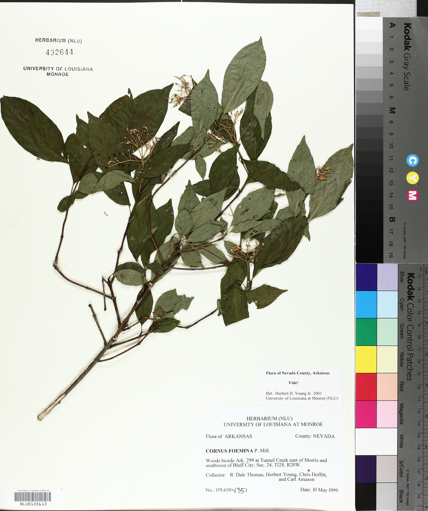 Cornus foemina image