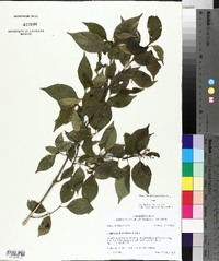 Cornus foemina image