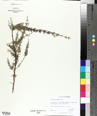 Ceratiola ericoides image