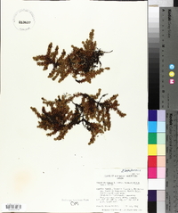 Empetrum nigrum image