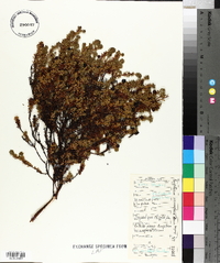 Empetrum hermaphroditum image