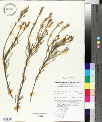 Leucopogon virgatus image