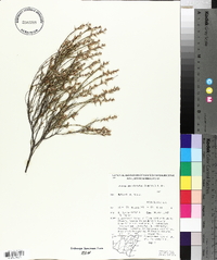 Leucopogon virgatus image