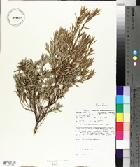 Leucopogon parviflorus image