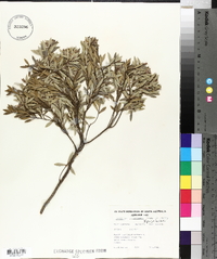 Leucopogon parviflorus image