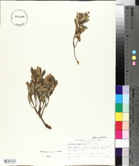 Leucopogon parviflorus image