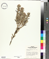 Leucopogon parviflorus image