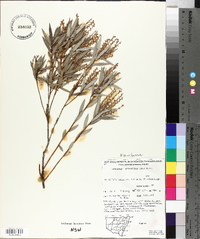 Leucopogon lanceolatus image