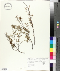 Leucopogon fasciculatus image