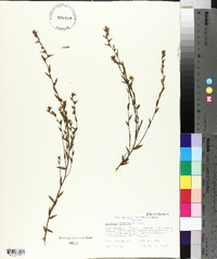 Image of Leucopogon concurvus