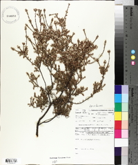 Leucopogon collinus image