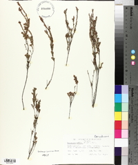 Leucopogon collinus image